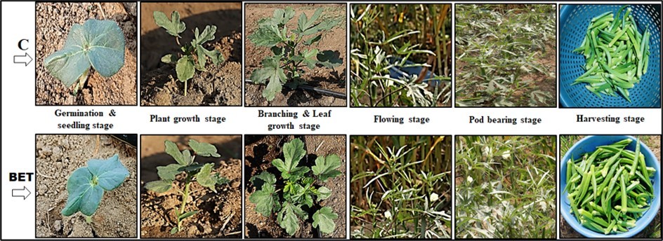 Figure 1. Representative images illustrated the changes in vegetative growth characteristics of okra at different stages. C: Control group; BET: Blessing/biofield energy treatment group.