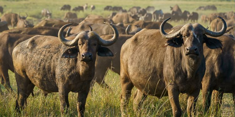 Article: GIS Based Approach for Analysis of Habitat                       Suitability and wildlife conservation for African Buffaloes (Syncerus caffer) at Dhati Welel National Park, Ethiopia